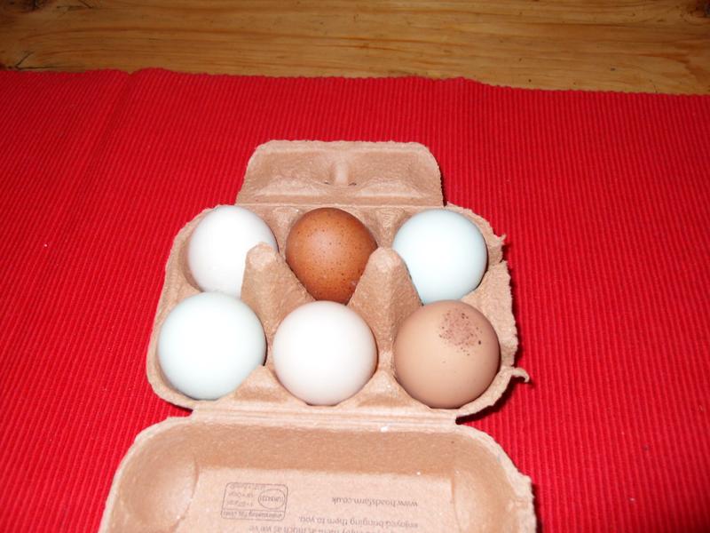 Treacle's latest egg on the bottom right of the egg box