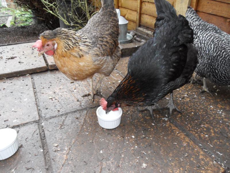 Bluebell's floppy comb and Treacle's large comb