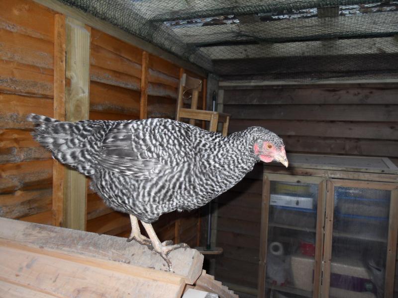 Dotty has darker wing feathers and a little black mark on her beak 