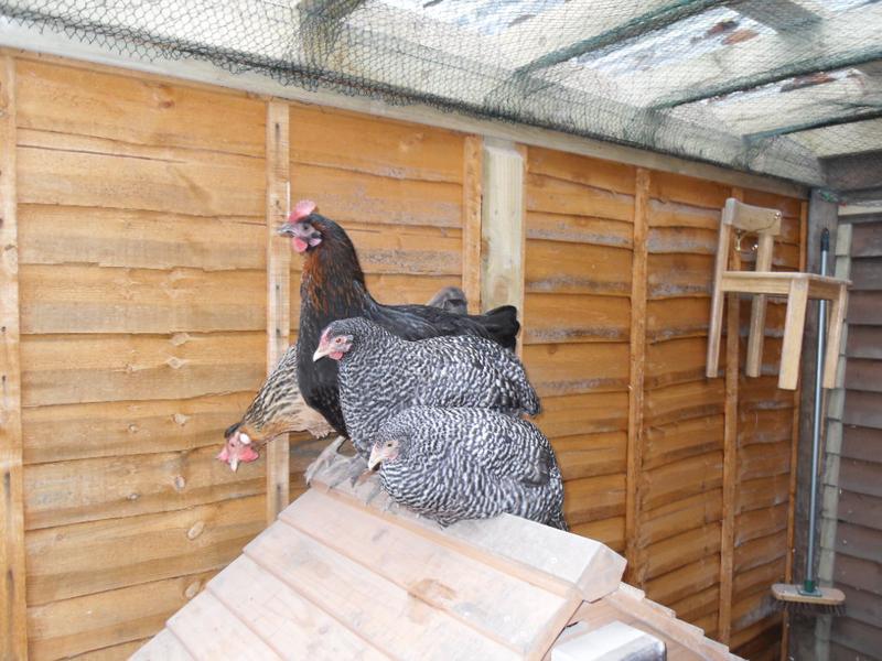 The girls settle on the roof of the coop