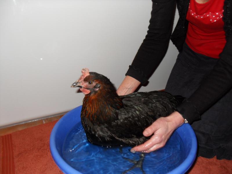 Giving Treacle a bath