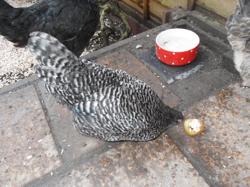 Pepper has some blue feathers