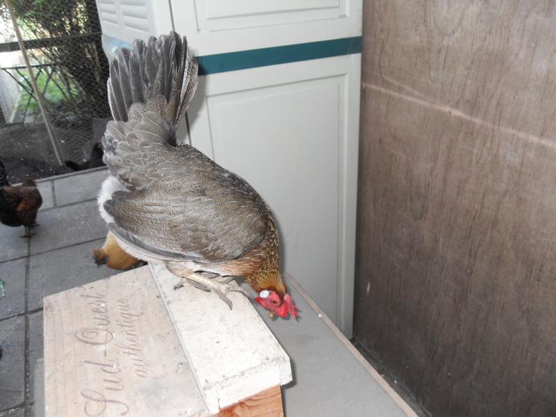 Barley has a look in the smaller nest box