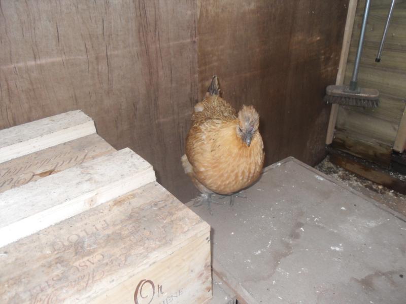 Butterscotch beside the blocked smaller nest boxes