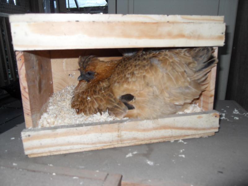 Butterscotch is squashed into the smaller nest box