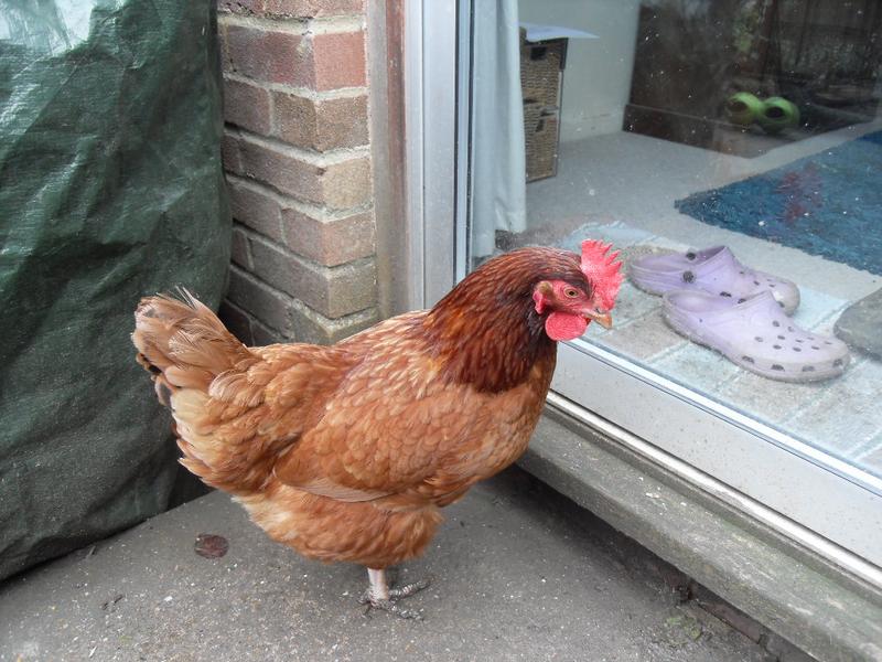 Chelsea has a lovely red comb and wattles