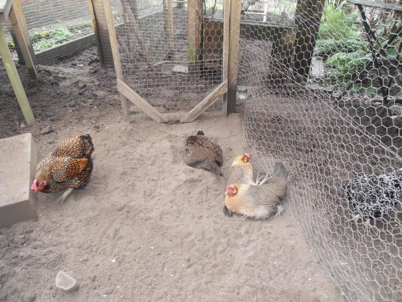 Communal dust bathing but once again Peaches and Barley dust bath together