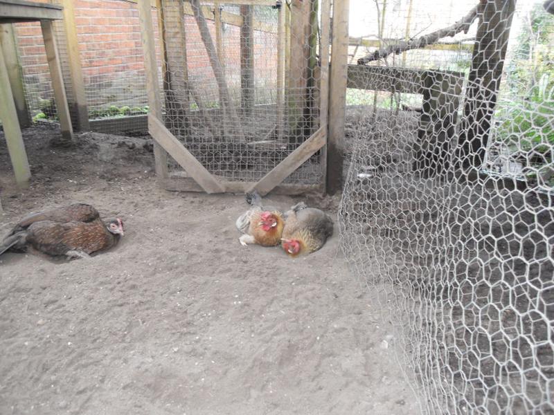 Communal dust bathing