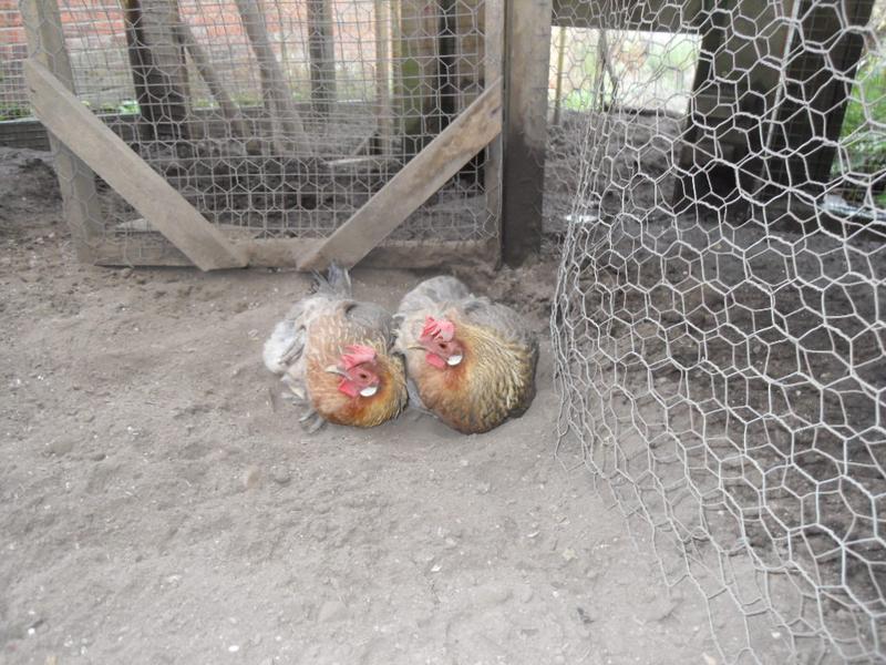 Peaches and Barley dust bath together