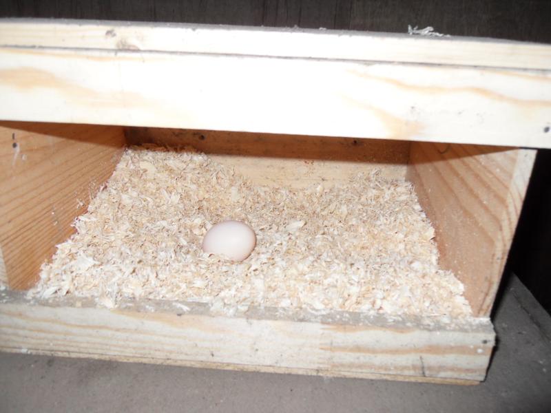 To my surprise there was an egg in the small nest box