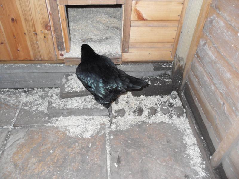 Emerald is busy pecking at the shavings