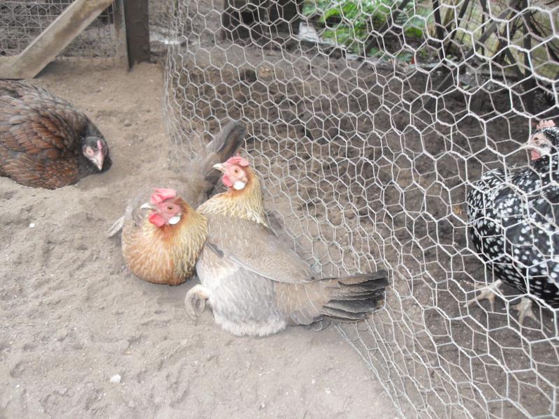 Peaches and Barley dust bathing together again