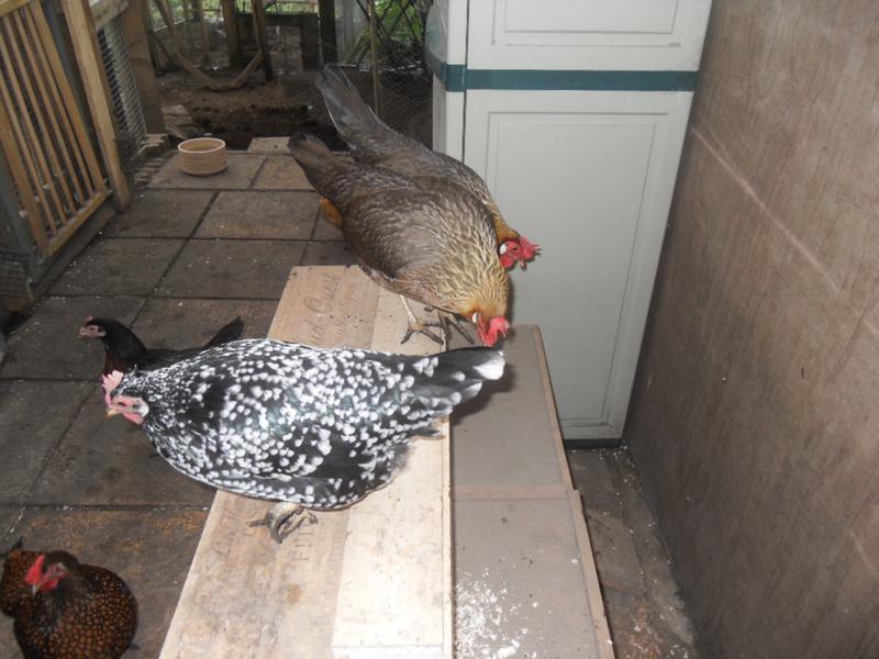 Peaches, Barley and Speckles check out the nest box