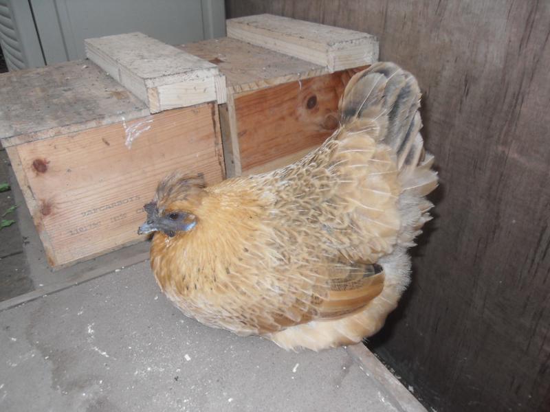 Butterscotch decides to sit next to the smaller nest boxes