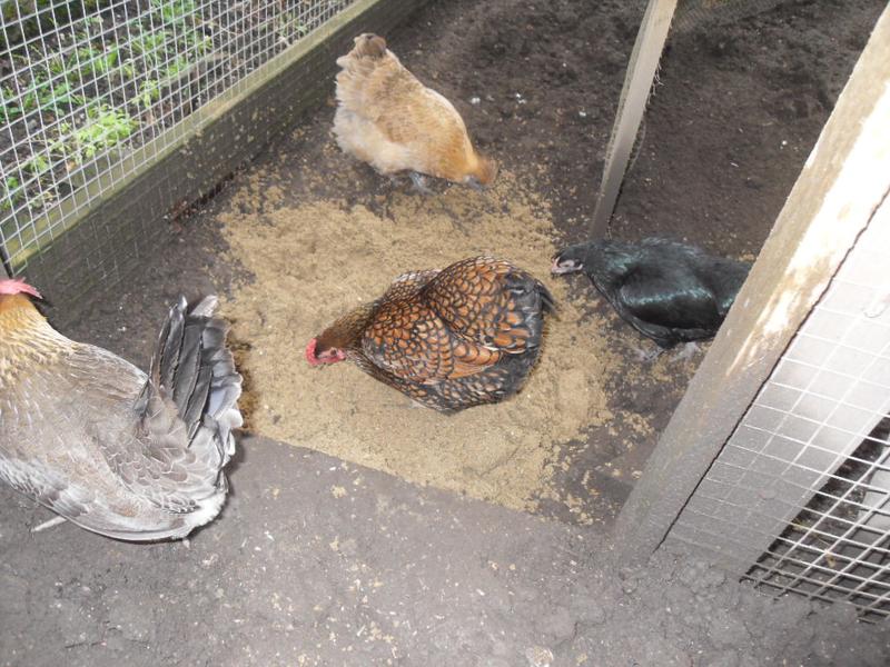 Topaz and Butterscotch were soon scratching in the sand