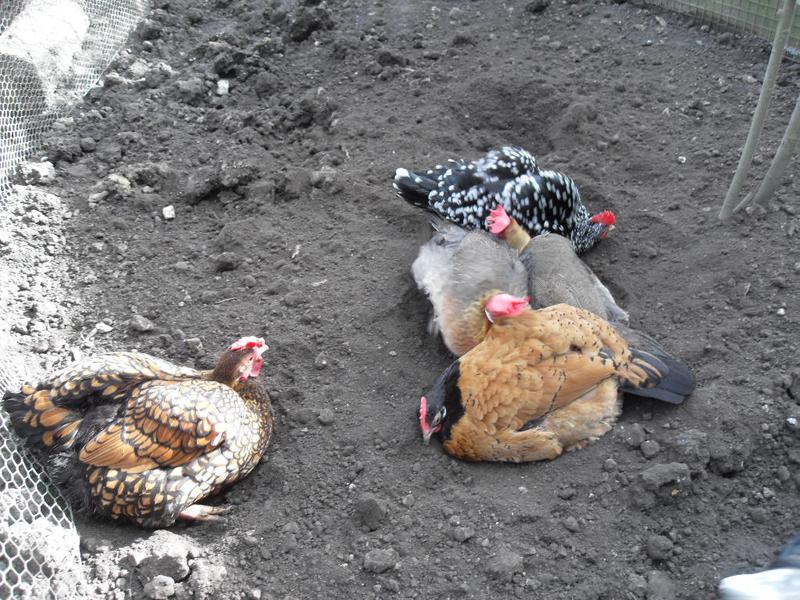 A heap of dust bathing girls