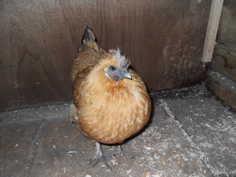 Butterscotch is missing head feathers