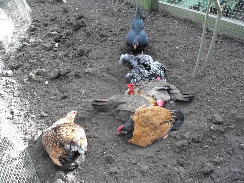 Communal dust bath