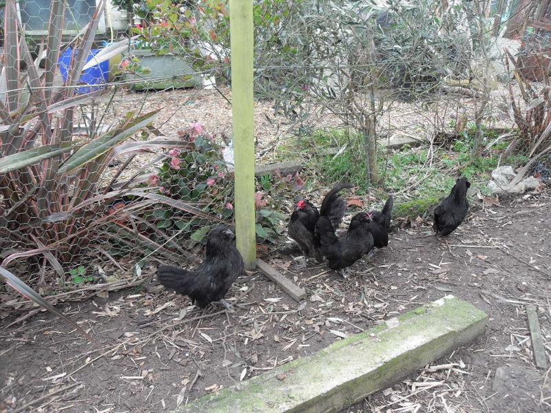 Bearded Dutch bantams