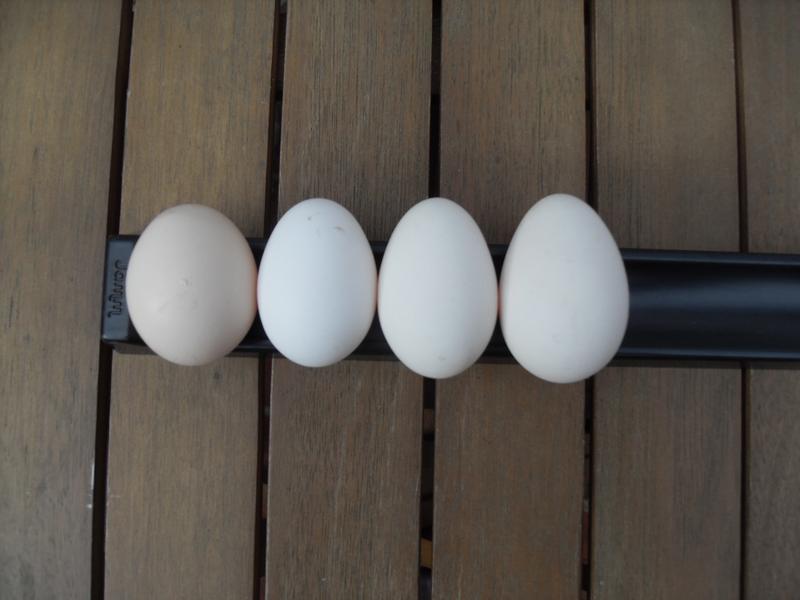 Eggs