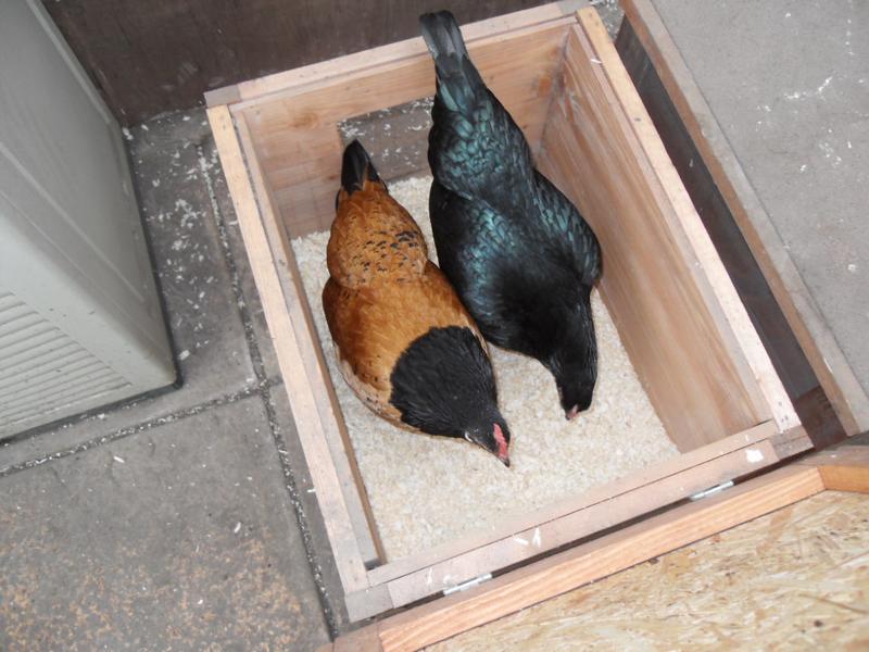 Honey and Emerald check out the nest box