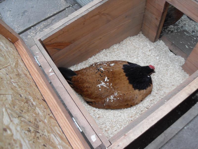 You can't see Honey as she she is hiding under pine shavings