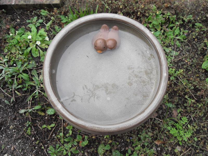 Looking down on the bird bath