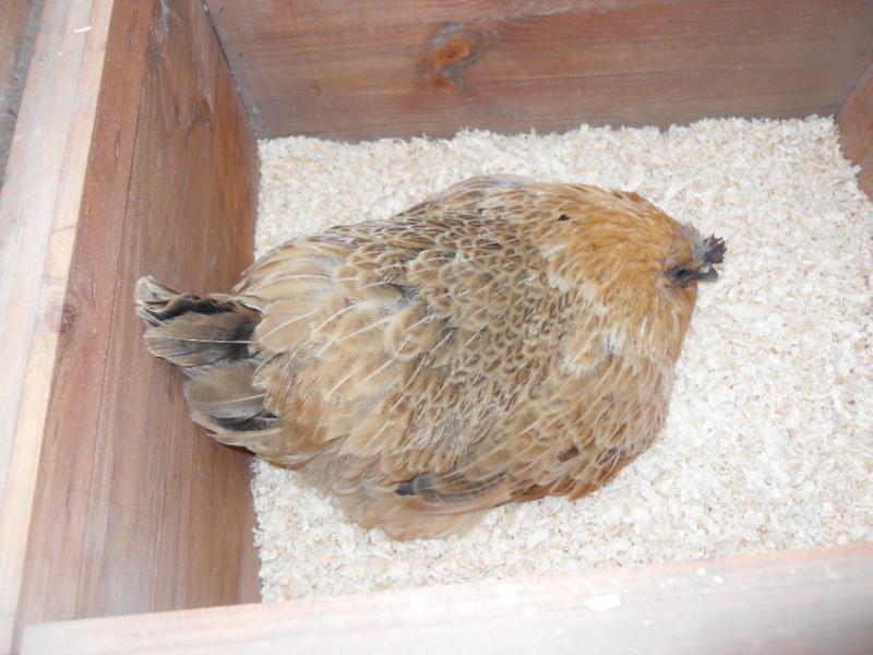 Meanwhile Butterscotch is getting her egg laid