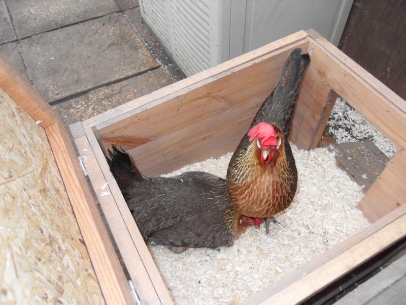 Peaches and Barley in the nest box