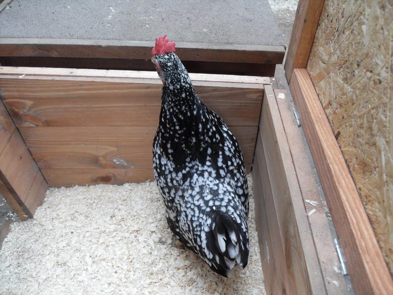 Speckles is standing over her first egg