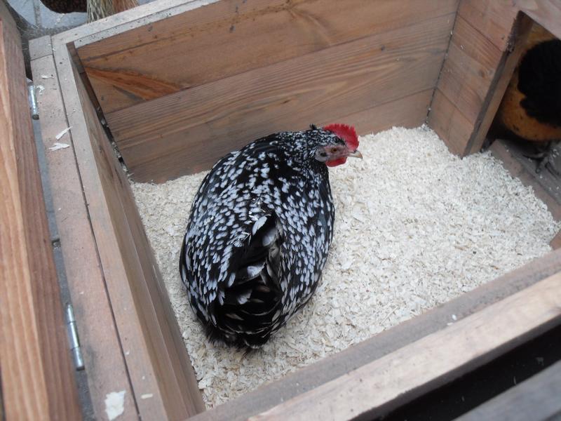 Speckles in the nest box