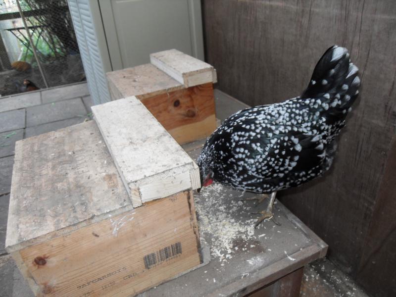 Speckles looks in the nest box