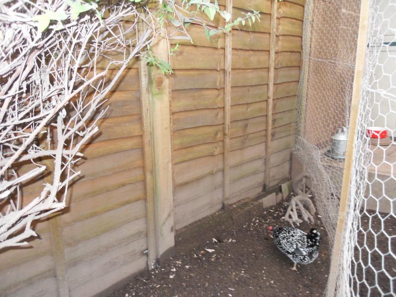 The chicken run fence as it was before work began