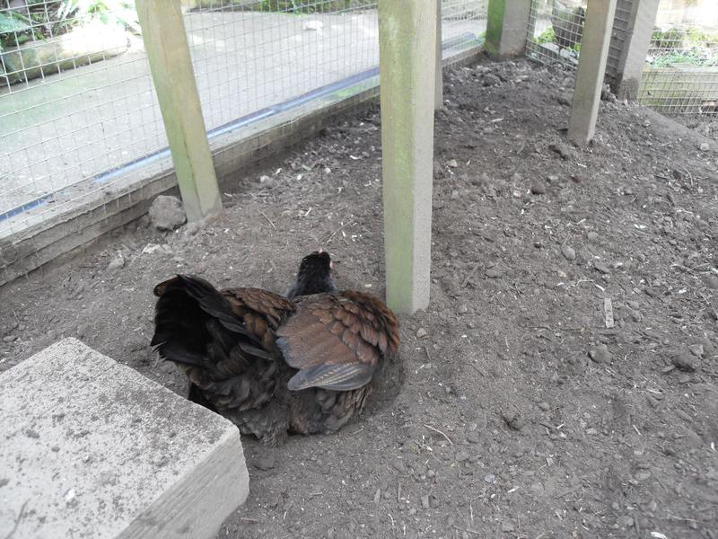 Toffee takes her dust bath on her own