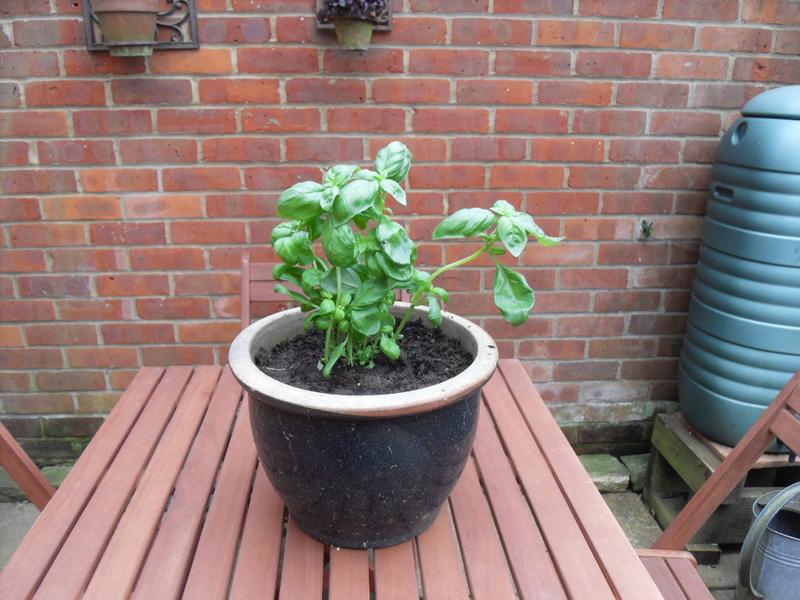 A basil plant for the girls