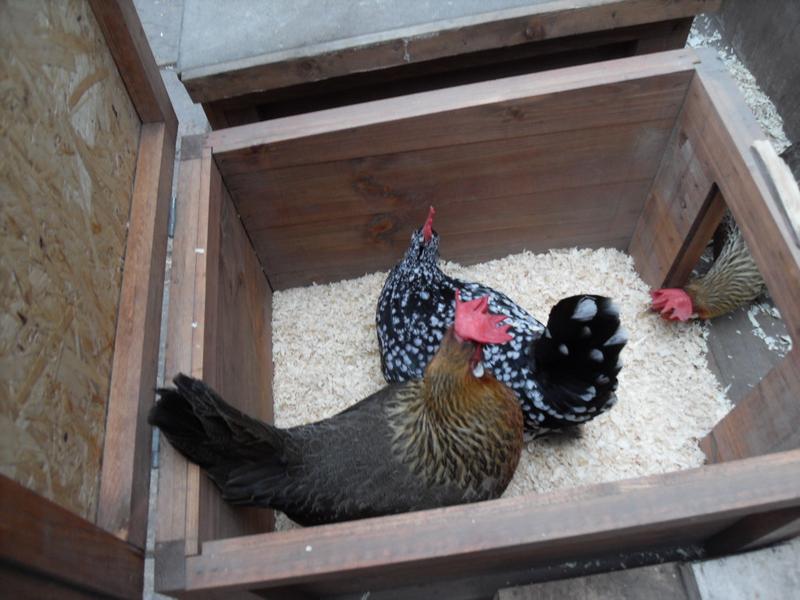 Barley keeps Speckles company in the nest box while Peaches watches