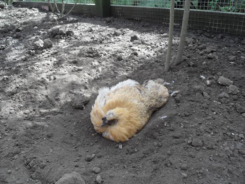 Butterscotch takes her dust bath on her own