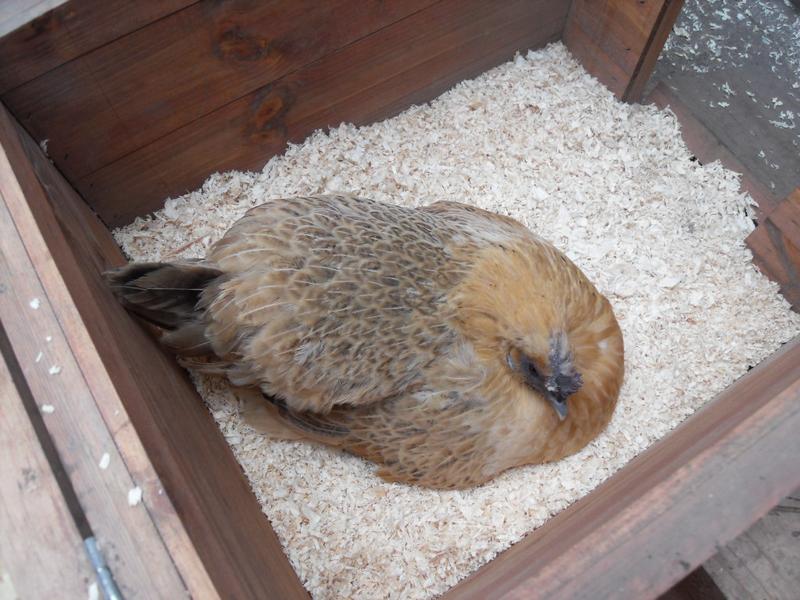 Butterscotch is in the nest box