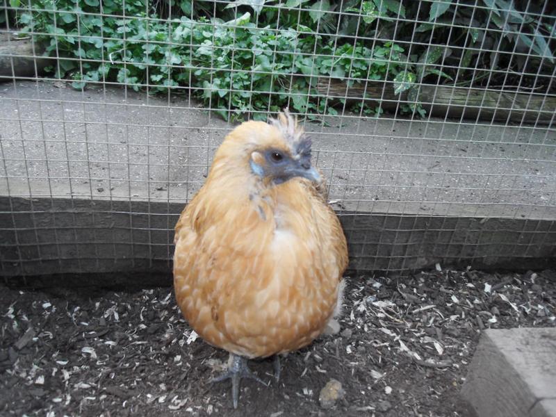 Butterscotch's missing neck/breast feathers