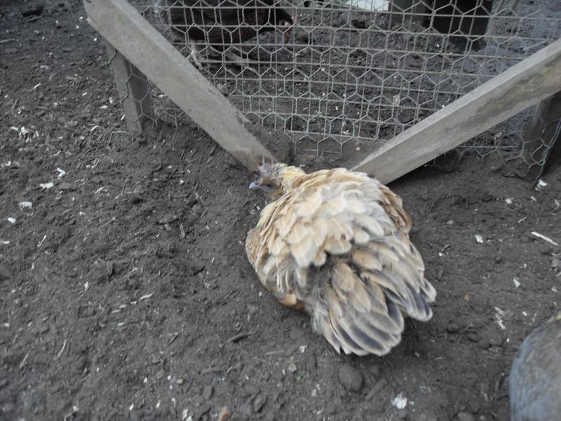 Butterscotch takes a proper dust bath