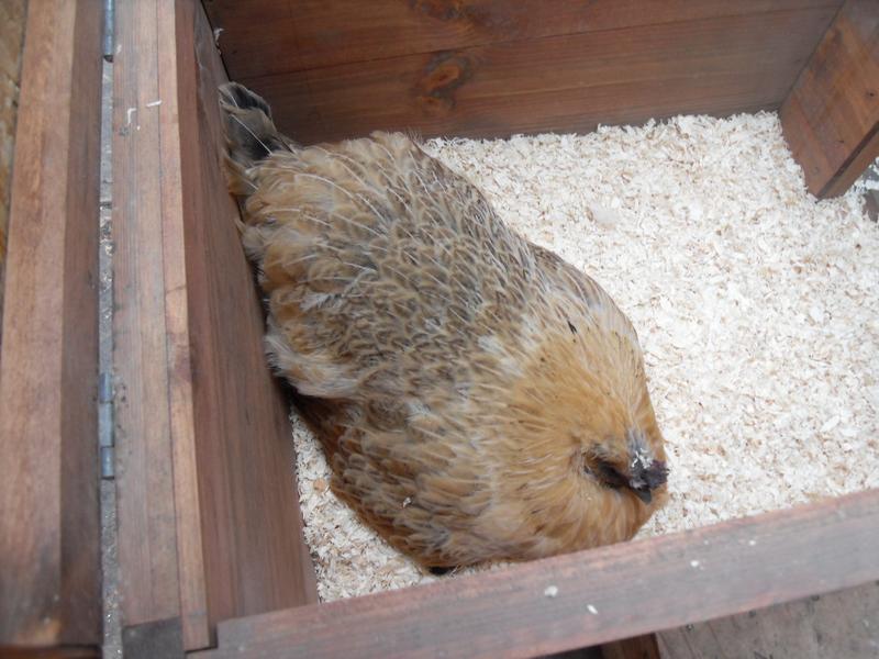 Butterscotch with some pine shavings on her head