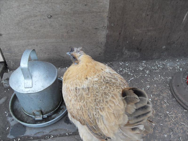 Butterscotch's pin feathers