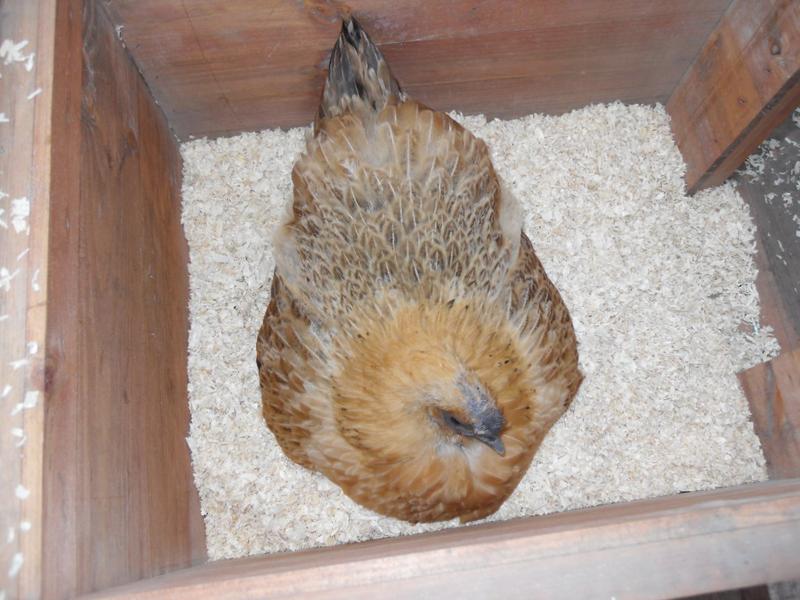 Butterscotch's remaining head feathers