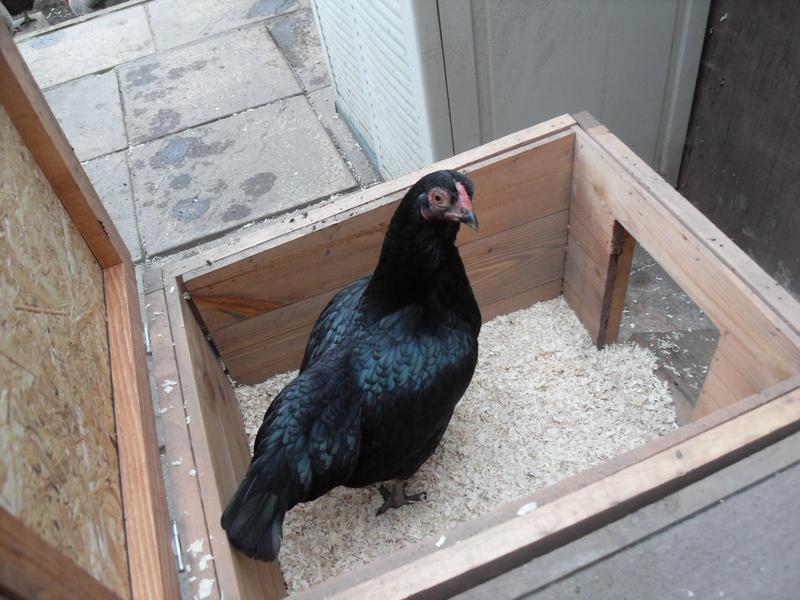 Emerald in the nest box