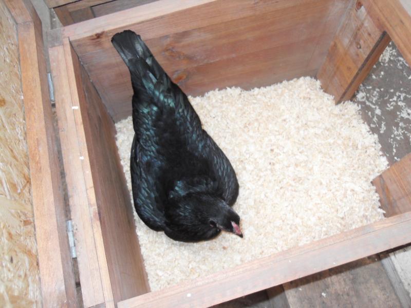 Emerald is in one of the nest boxes