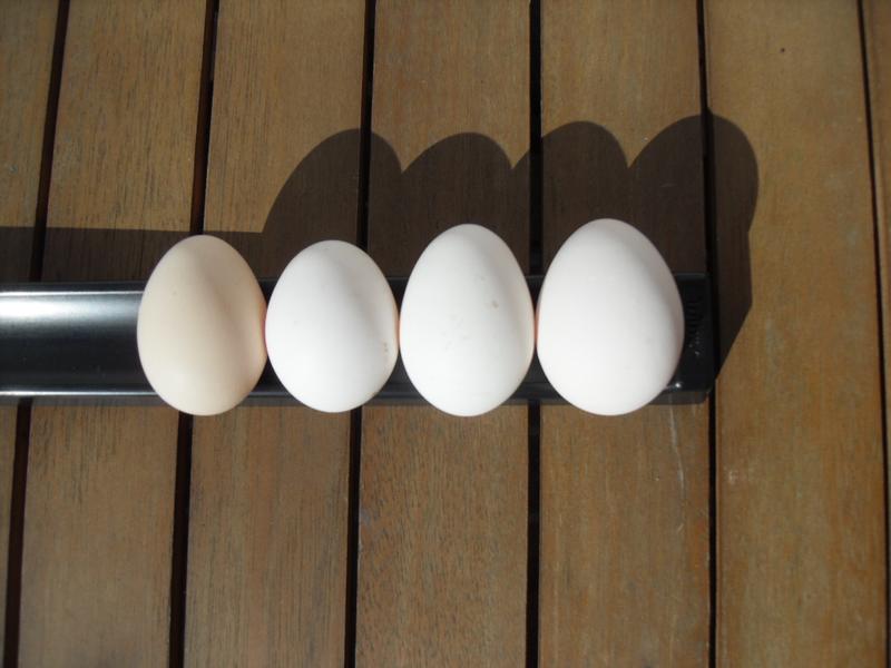 Four eggs from four girls