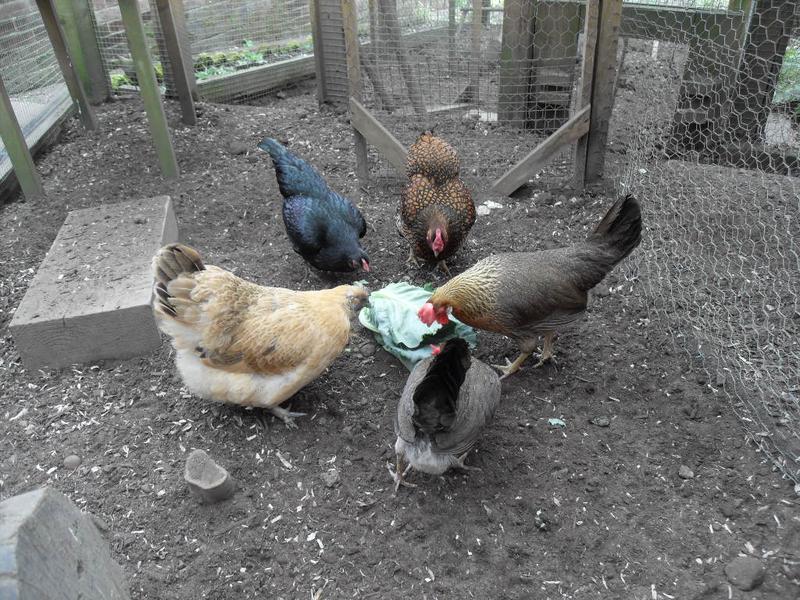 The girls are getting stuck into the cabbage