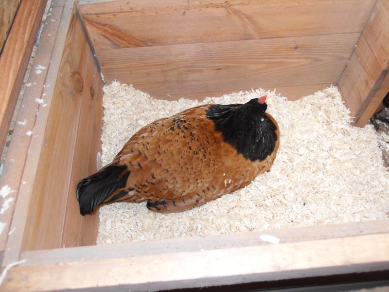 Honey in the other large nest box