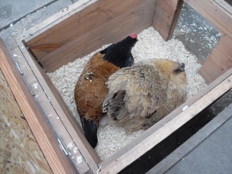 Honey and Butterscotch sharing a nest box