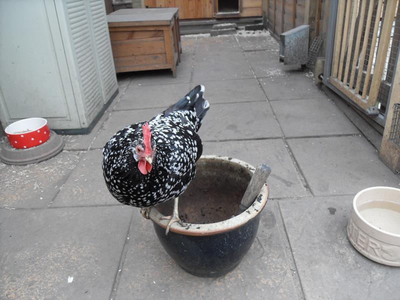 I empty the flower pot with a little help from Speckles